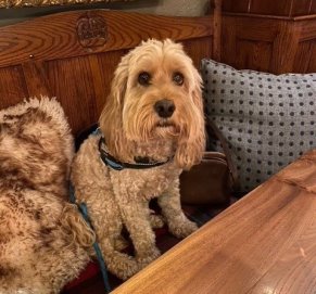 Ted sitting comfortably in the bar during his recent stay.